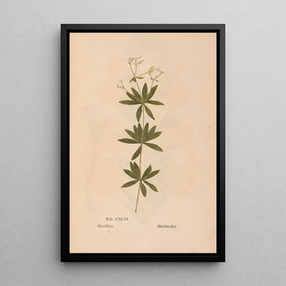 Christian Gottlieb Ludwig - Ectypa vegetabilium Pl146.webp