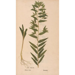 Christian Gottlieb Ludwig - Ectypa vegetabilium Pl147.webp