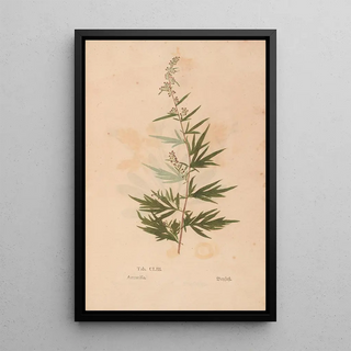 Christian Gottlieb Ludwig - Ectypa vegetabilium Pl153.webp