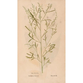 Christian Gottlieb Ludwig - Ectypa vegetabilium Pl166.webp