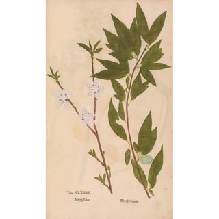 Christian Gottlieb Ludwig - Ectypa vegetabilium Pl177.webp