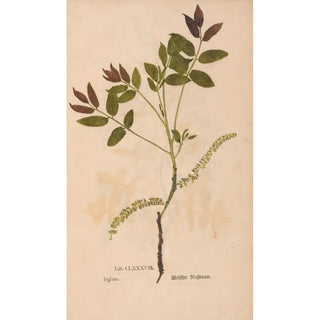 Christian Gottlieb Ludwig - Ectypa vegetabilium Pl188.webp