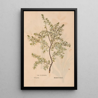 Christian Gottlieb Ludwig - Ectypa vegetabilium Pl189.webp