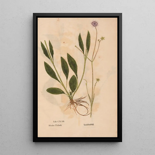 Christian Gottlieb Ludwig - Ectypa vegetabilium Pl193.webp