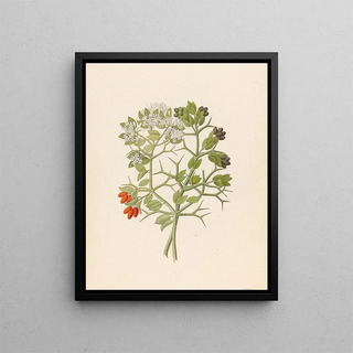 Clemenz Heinrich Wehdemann - 2 species of Carisfa arduina Carissa haematocarpa.webp