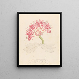 Clemenz Heinrich Wehdemann - Brunswigia Ammocharis coranica.webp