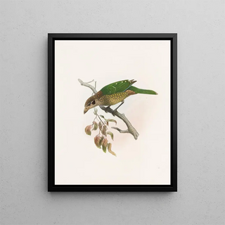 Daniel Giraud Elliot - Ailuraedus melanotus.webp