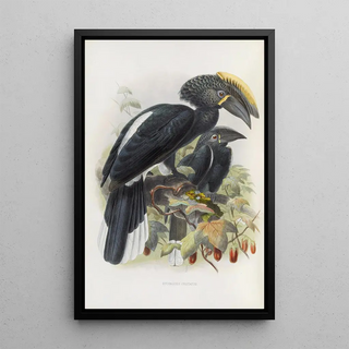 Daniel Giraud Elliot - Bycanistes cristatus.webp