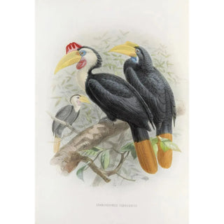 Daniel Giraud Elliot - Cranorrhinus corrugatus.webp