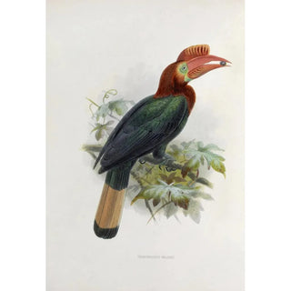 Daniel Giraud Elliot - Cranorrhinus waldeni.webp