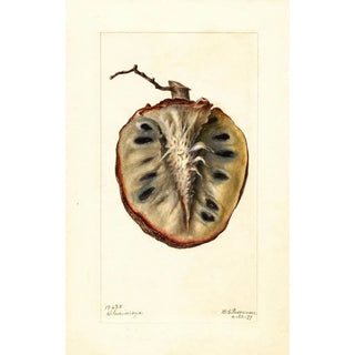 Deborah Griscom Passmore - Annona cherimola.webp