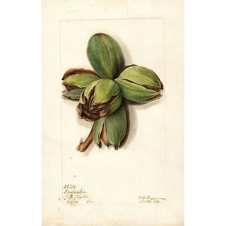 Deborah Griscom Passmore - Carya Frotscher.webp