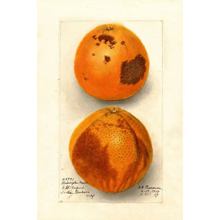Deborah Griscom Passmore - Citrus sinensis Washington Navel.webp