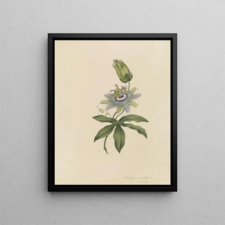 Deborah Griscom Passmore - Deborah Griscom Passmore watercolor album Pl20.webp