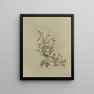 Deborah Griscom Passmore - Deborah Griscom Passmore watercolor album Pl25.webp