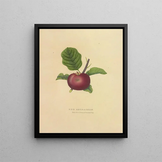 Dellon Marcus Dewey - Red Astrachan.webp