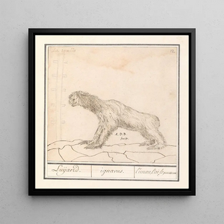 Drievingerige luiaard Bradypus Luijaerd ignavus lunau lai le paresseux - Anselmus Botius de Boodt