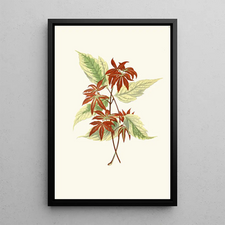 Edward Joseph Lowe - Acer Negundo.webp