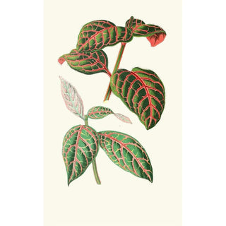 Edward Joseph Lowe - Eranthemum Sanguinolentum.webp