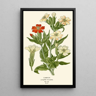 Edward Step - Campion.webp