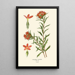 Edward Step - Collomia Coccinea.webp