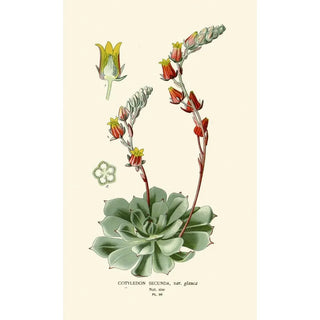 Edward Step - Cotyledon Secunda.webp
