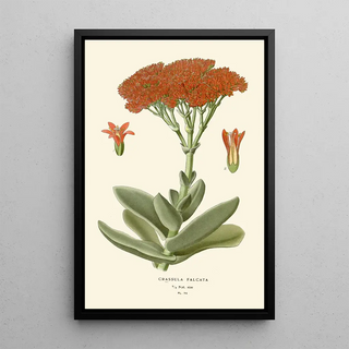 Edward Step - Crassula Falcata.webp