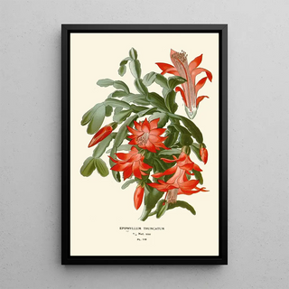 Edward Step - Epiphyllum Truncatum.webp