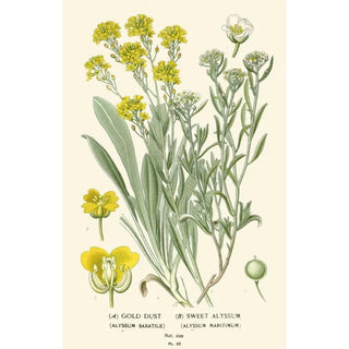 Edward Step - Gold Dust Sweet Alyssum.webp