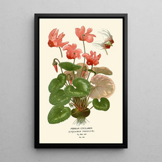 Edward Step - Persian Cyclamen.webp