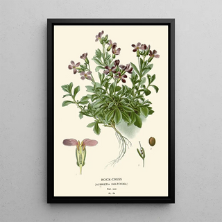 Edward Step - RockCress.webp