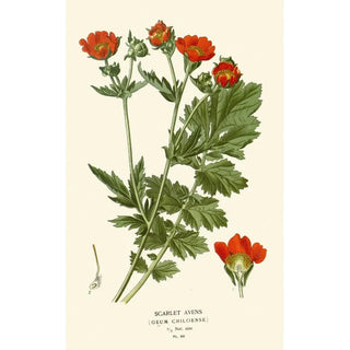 Edward Step - Scarlet Avens.webp