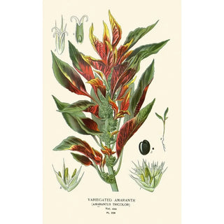 Edward Step - Variegated Amaranth.webp