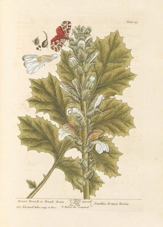 Elizabeth Blackwell - Bears breech or brank ursin.webp