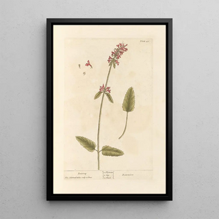 Elizabeth Blackwell - Betony.webp