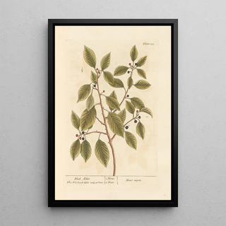 Elizabeth Blackwell - Black alder.webp