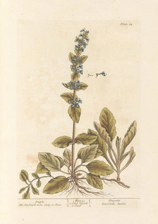 Elizabeth Blackwell - Bugle.webp