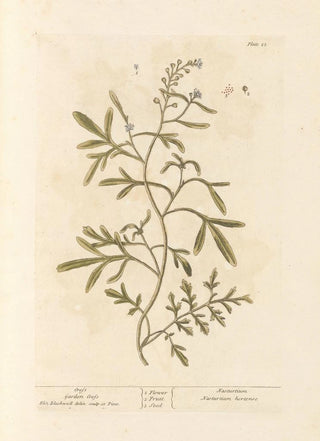 Elizabeth Blackwell - Cress.webp