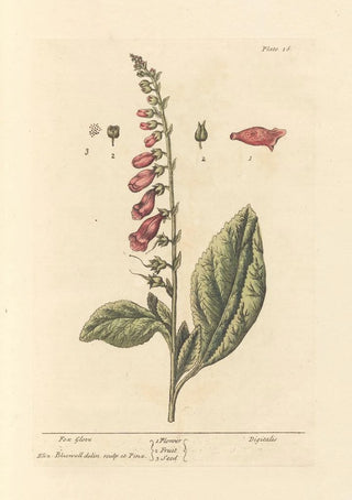 Elizabeth Blackwell - Fox glove.webp
