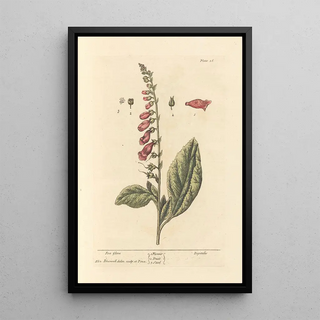 Elizabeth Blackwell - Fox glove.webp