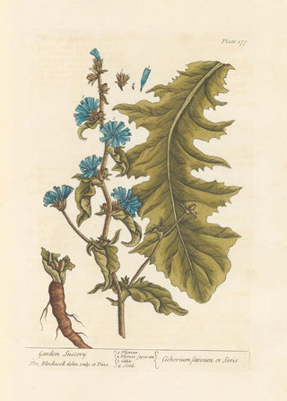 Elizabeth Blackwell - Garden succory.webp