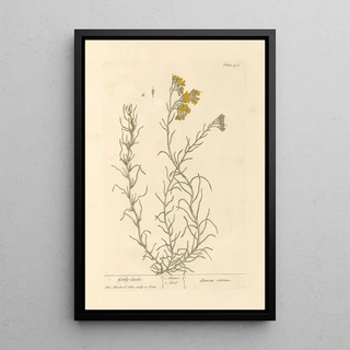 Elizabeth Blackwell - Goldy locks.webp