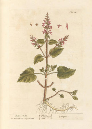Elizabeth Blackwell - Hedge nettle.webp