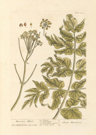 Elizabeth Blackwell - Herculess allheal.webp