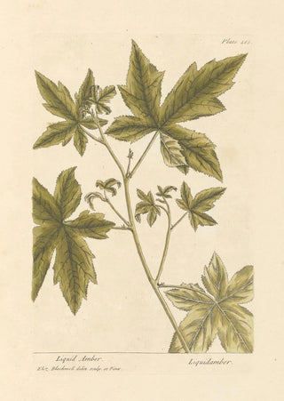 Elizabeth Blackwell - Liquid amber.webp