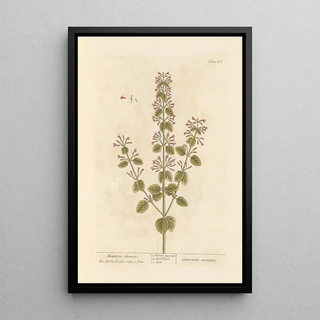 Elizabeth Blackwell - Mountain calamint.webp