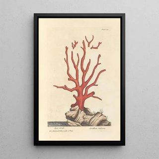 Elizabeth Blackwell - Red coral.webp