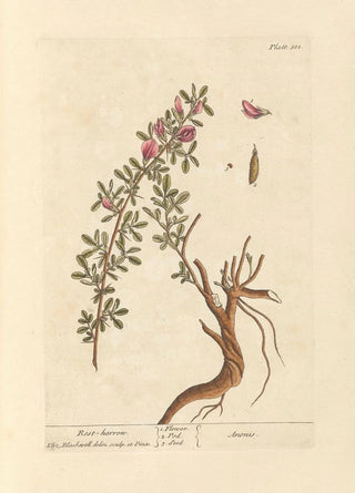 Elizabeth Blackwell - Rest harrow.webp