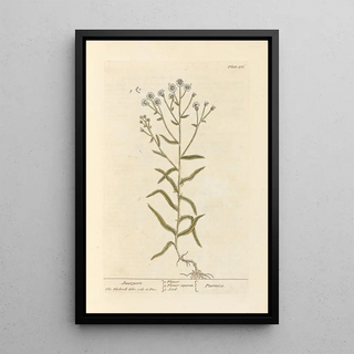 Elizabeth Blackwell - Sneezwort.webp