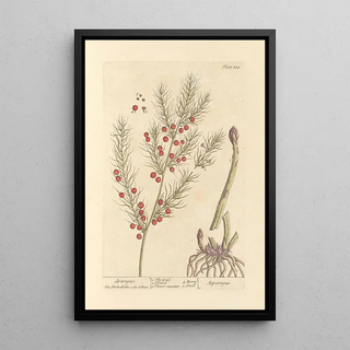 Elizabeth Blackwell - Sparagus.webp